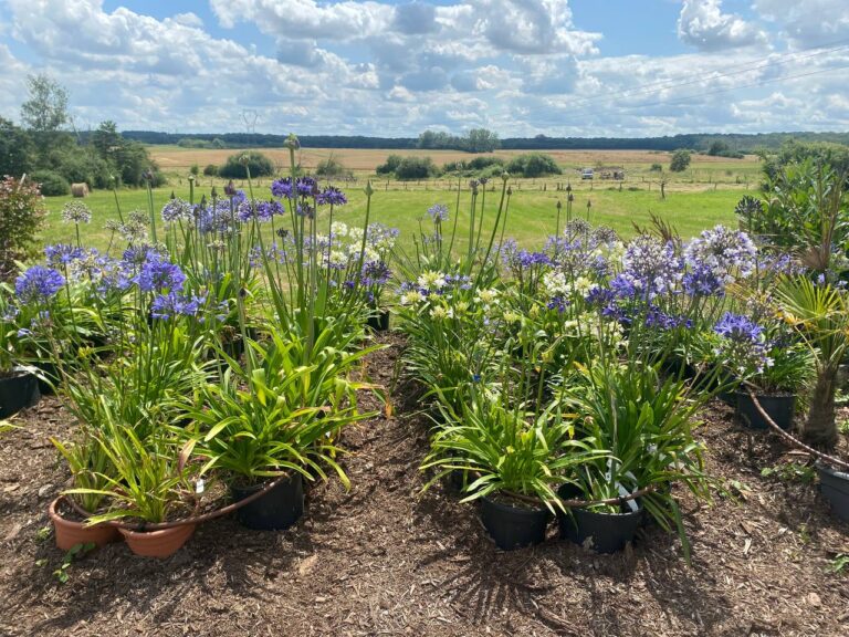 Les agapanthes de Perspective Paysage sont importées directement d'Italie et grandissent dans notre pépinière à Champenoux, près de Nancy.